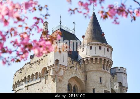 Frühling in Brüssel. Blick auf das Hallentor, das mittelalterliche Stadttor, durch blühende Bäume. Stockfoto