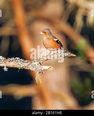 Chaffinch, Fringilla Coelebs, männlich, im Winter auf einer Filiale mit Flechten in Cairngorms, Schottland, sitzen Stockfoto