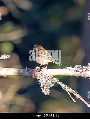 Chaffinch, Fringilla Coelebs, weiblich, im Winter auf Ast mit Flechten in Cairngorms, Schottland Stockfoto
