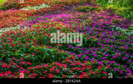 Flowerin Wiesengärten. Mehrfarbige Blumen im Herbst. Mehrfarbiges Blumenfeld. Stockfoto