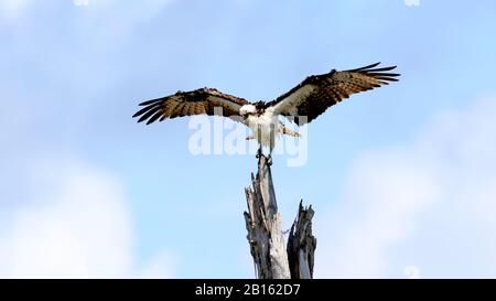 Osprey (Pandion haliaetus) sitzt auf altem Baum und trocknet seine Federn, Sanibel Island, Florida, USA Stockfoto