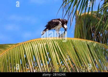 Ospray (Pandion haliaetus) isst Fische, die auf Palmblatt sitzen, Florida, USA Stockfoto