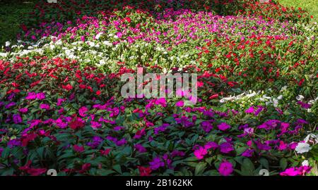 Flowerin Wiesengärten. Mehrfarbige Blumen im Herbst. Mehrfarbiges Blumenfeld. Stockfoto