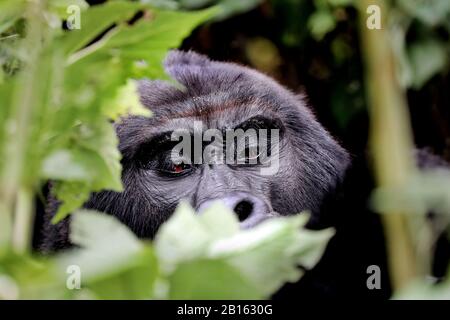 Berg-Gorilla am Bwindi Undurchdringlichen Nationalpark Uganda (Gor Stockfoto