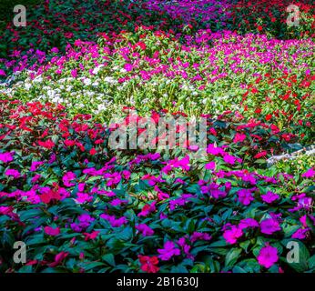 Flowerin Wiesengärten. Mehrfarbige Blumen im Herbst. Mehrfarbiges Blumenfeld. Stockfoto