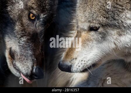 Arctic Wolf (Canis lupus arctos) paaren sich im frühen Frühling im Wald Stockfoto