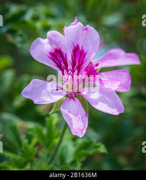 Pelargonium copthorne. Geruchtes Pelargonium. Duftblättriges Pelargonium. Nahaufnahme der Pelargonio-Blume Stockfoto