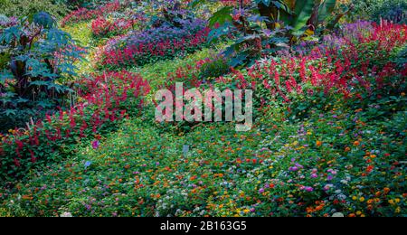 Flowerin Wiesengärten. Mehrfarbige Blumen im Herbst. Mehrfarbiges Blumenfeld. Stockfoto