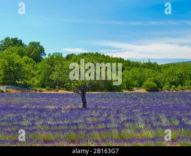 Schöne Lavendelfelder in der Provence, Frankreich Stockfoto