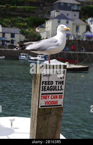 Rebellisches Möwe auf dem Schild Stockfoto