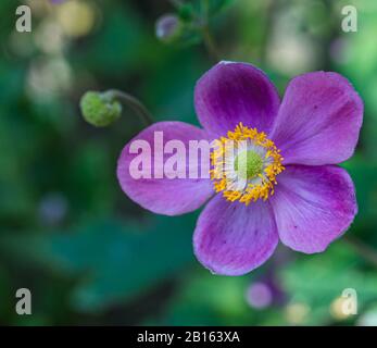 Anemone Blume lila Anemone hapehensis) Pflanzen in Blüte. Rosa Gartenpflanze in der Familie Ranunculaceae. Nahaufnahme der japanischen Anemone-Blumen Stockfoto