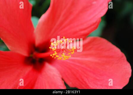 Rosa Hibiskus-Blume Stockfoto