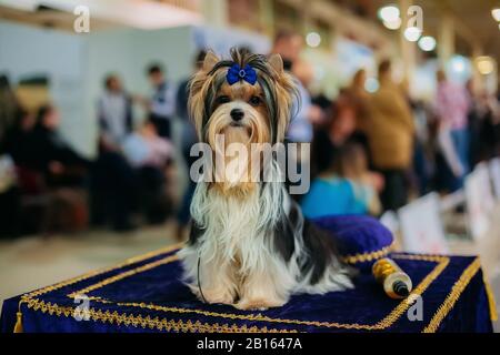 Sitzender Biewer Yorkshire Terrier mit blauer Schleife. Stockfoto