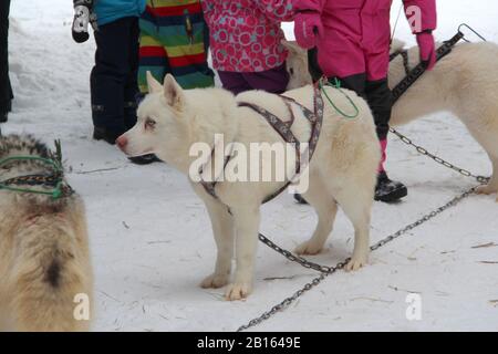 Der in einem Gurtzeug samoyierte weiße flauschige Hund steht im Winter vor dem Hintergrund der Menschen auf dem Schnee. Stockfoto