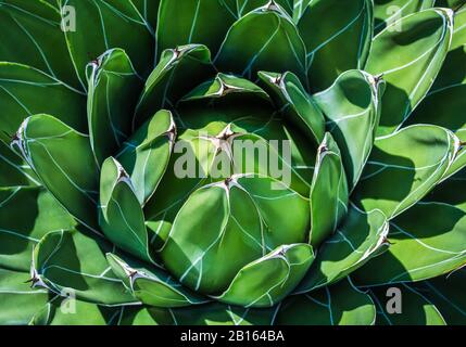 Agave Victoriae Reginae (Königin Victoria Agave). Nahaufnahme der verschiedenartigen Blätter. Schöne kleine Agave aus Nordmexiko. Stockfoto