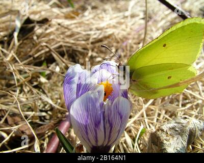 Zitronenschmetterling auf Krokus Stockfoto