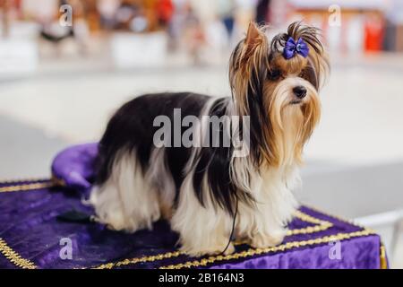 Sitzender Biewer Yorkshire Terrier mit blauer Schleife. Stockfoto