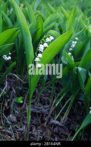 Lily Of The valley Stockfoto