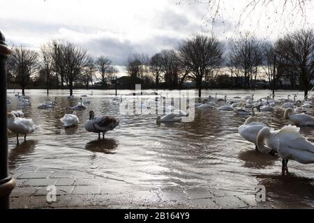 Schwäne, Worcester River Severn überschwemmt. 23/02/20120 Worcester, England, Großbritannien. Wasser aus den ersten Überschwemmungen in diesem Jahr scheint Sun auf den überschwemmten Kanuclub von Worcester Stockfoto