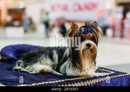 Sitzender Biewer Yorkshire Terrier mit blauer Schleife. Stockfoto