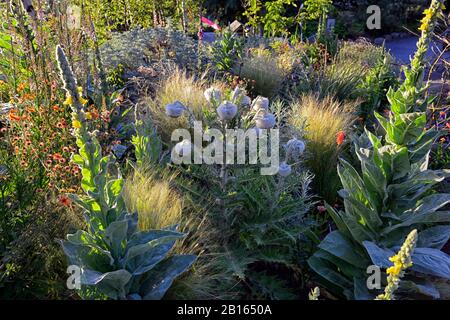 Cirsium eriophorum, wollige Distel, gehässige Biennale, Riesendistel, Zierdistel, RM Floral Stockfoto