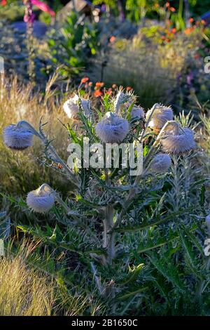 Cirsium eriophorum, wollige Distel, gehässige Biennale, Riesendistel, Zierdistel, RM Floral Stockfoto