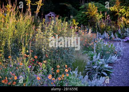 Morgengrauen, Sonnenaufgang, gemischtes Pflanzschema, Sommer, Kombination, gemischt, zart mehrjährige, mehrjährige Grenze, RM Floral, Garten, Gärten, Betten, Grenze, Grenzen, Mischung, Jagd Stockfoto