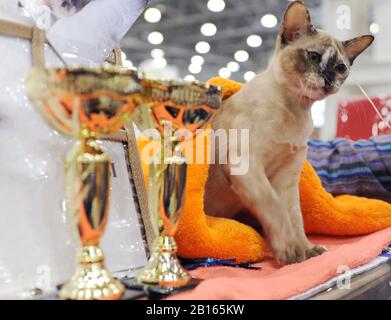 Die Birmanin bei der Katzen-Show in Moskau Stockfoto