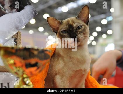 Die Birmanin bei der Katzen-Show in Moskau Stockfoto