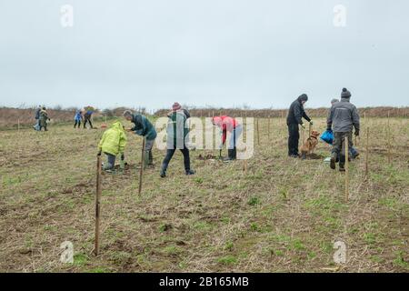 Baumbepflanzung, Mourier Valley, St. John, Jersey, Kanalinseln. Stockfoto