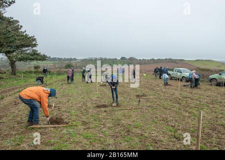 Baumbepflanzung, Mourier Valley, St. John, Jersey, Kanalinseln. Stockfoto