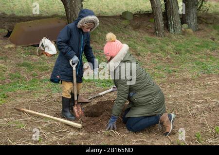 Baumbepflanzung, Mourier Valley, St. John, Jersey, Kanalinseln. Stockfoto