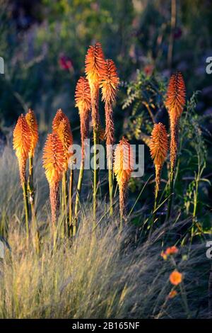 Morgengrauen, Sonnenaufgang, gemischtes Pflanzschema, Sommer, Kombination, gemischt, zart mehrjährige, mehrjährige Grenze, RM Floral, Garten, Gärten, Betten, Rand, Rahmen, Mischung, Kniphof Stockfoto