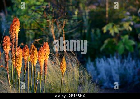 Morgengrauen, Sonnenaufgang, gemischtes Pflanzschema, Sommer, Kombination, gemischt, zart mehrjährige, mehrjährige Grenze, RM Floral, Garten, Gärten, Betten, Rand, Rahmen, Mischung, Kniphof Stockfoto