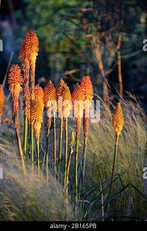 Morgengrauen, Sonnenaufgang, gemischtes Pflanzschema, Sommer, Kombination, gemischt, zart mehrjährige, mehrjährige Grenze, RM Floral, Garten, Gärten, Betten, Rand, Rahmen, Mischung, Kniphof Stockfoto