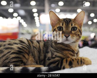 Bengalische Katze auf der Katzen-Show in Moskau. Stockfoto