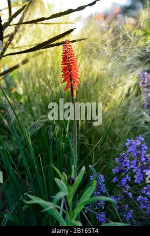 Morgengrauen, Sonnenaufgang, gemischtes Pflanzschema, Sommer, Kombination, gemischt, zart mehrjährige, mehrjährige Grenze, RM Floral, Garten, Gärten, Betten, Rand, Rahmen, Mischung, Kniphof Stockfoto