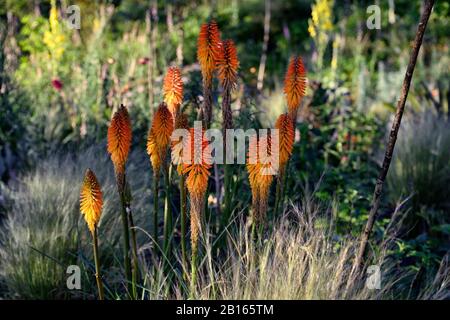 Morgengrauen, Sonnenaufgang, gemischtes Pflanzschema, Sommer, Kombination, gemischt, zart mehrjährige, mehrjährige Grenze, RM Floral, Garten, Gärten, Betten, Rand, Rahmen, Mischung, Kniphof Stockfoto