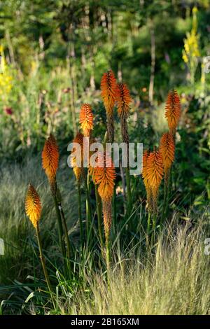 Morgengrauen, Sonnenaufgang, gemischtes Pflanzschema, Sommer, Kombination, gemischt, zart mehrjährige, mehrjährige Grenze, RM Floral, Garten, Gärten, Betten, Rand, Rahmen, Mischung, Kniphof Stockfoto