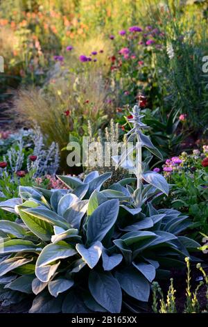 Stachys byzantina, linaria purpurea pochierte Eier, Salvia sclarea, eryngium guatemalense, tagetes cinnabar, alstroemeria, Calendula Zeolights, Blumen, Blumenin Stockfoto