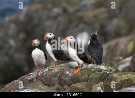 Atlantische Papageitaucher, Fratercula arctica, vier Erwachsene stehen auf Felsen. Farne Islands, Northumberland, Großbritannien. Stockfoto