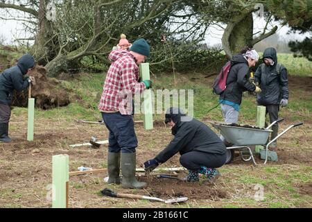 Baumbepflanzung, Mourier Valley, St. John, Jersey, Kanalinseln. Stockfoto