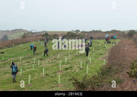 Baumbepflanzung, Mourier Valley, St. John, Jersey, Kanalinseln. Stockfoto