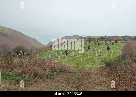 Baumbepflanzung, Mourier Valley, St. John, Jersey, Kanalinseln. Stockfoto