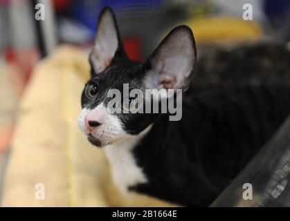 Cornish Rex bei der Katzen-Show in Moskau. Stockfoto
