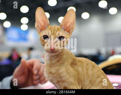 Cornish Rex bei der Katzen-Show in Moskau. Stockfoto