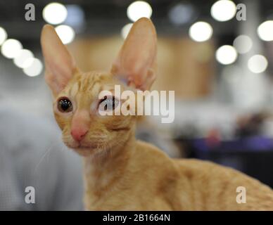 Cornish Rex bei der Katzen-Show in Moskau. Stockfoto