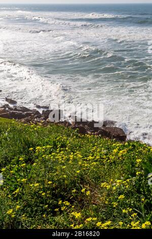 Meeresküste mit Gras, Bewegungswellen mit Schaum. Windkraft. Türkisfarbenes Wasser. Stockfoto
