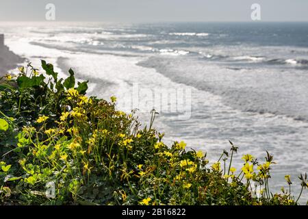 Meeresküste mit Gras, Bewegungswellen mit Schaum. Windkraft. Türkisfarbenes Wasser. Stockfoto