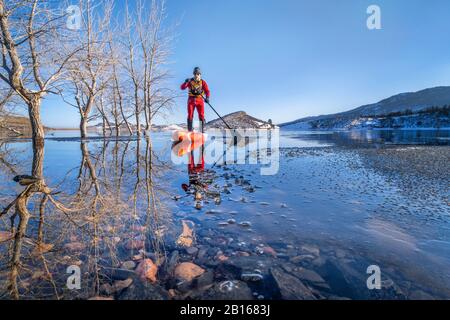 Senior-Paddler in einem Trockenanzug und einer Schwimmweste paddeln im Winter auf einem See in Colorado - Horset ein langes, unbegrenztes Stehpaddleboard Stockfoto